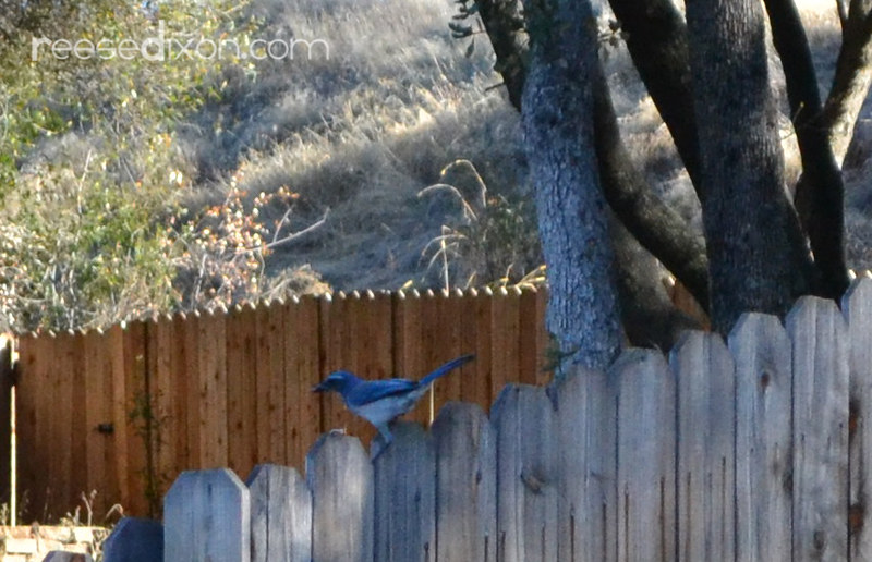Backyard Blue Bird