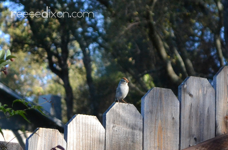 Fence Sitter