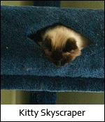Kitty Skyscraper