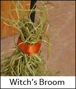 witchbroom