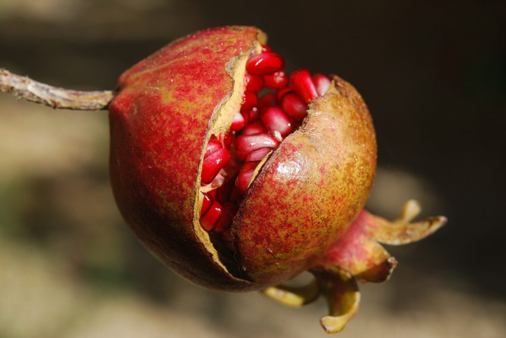 Pomegranate burst open