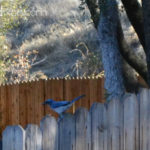 Backyard Blue Bird