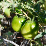 green tomatoes