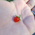 Tiny Tomato